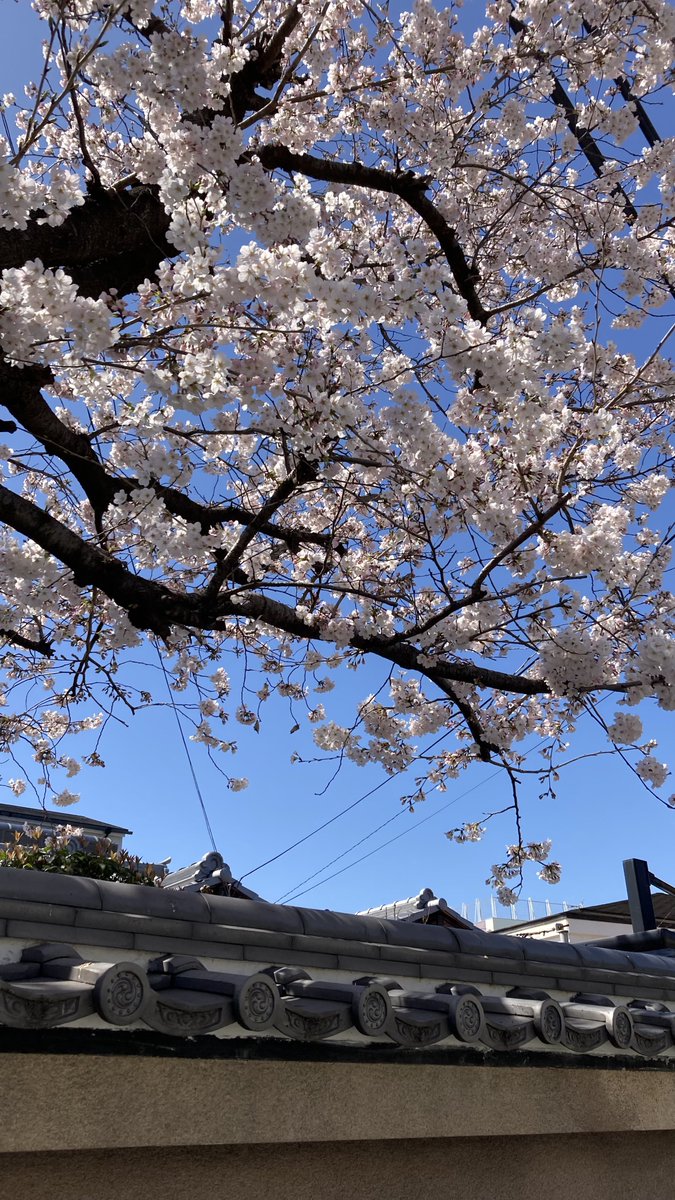 「桜の季節をめいいっぱい感じたい」|餅田いずみ⭐️ご依頼受付中のイラスト
