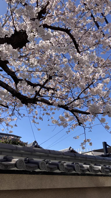 桜の季節をめいいっぱい感じたい