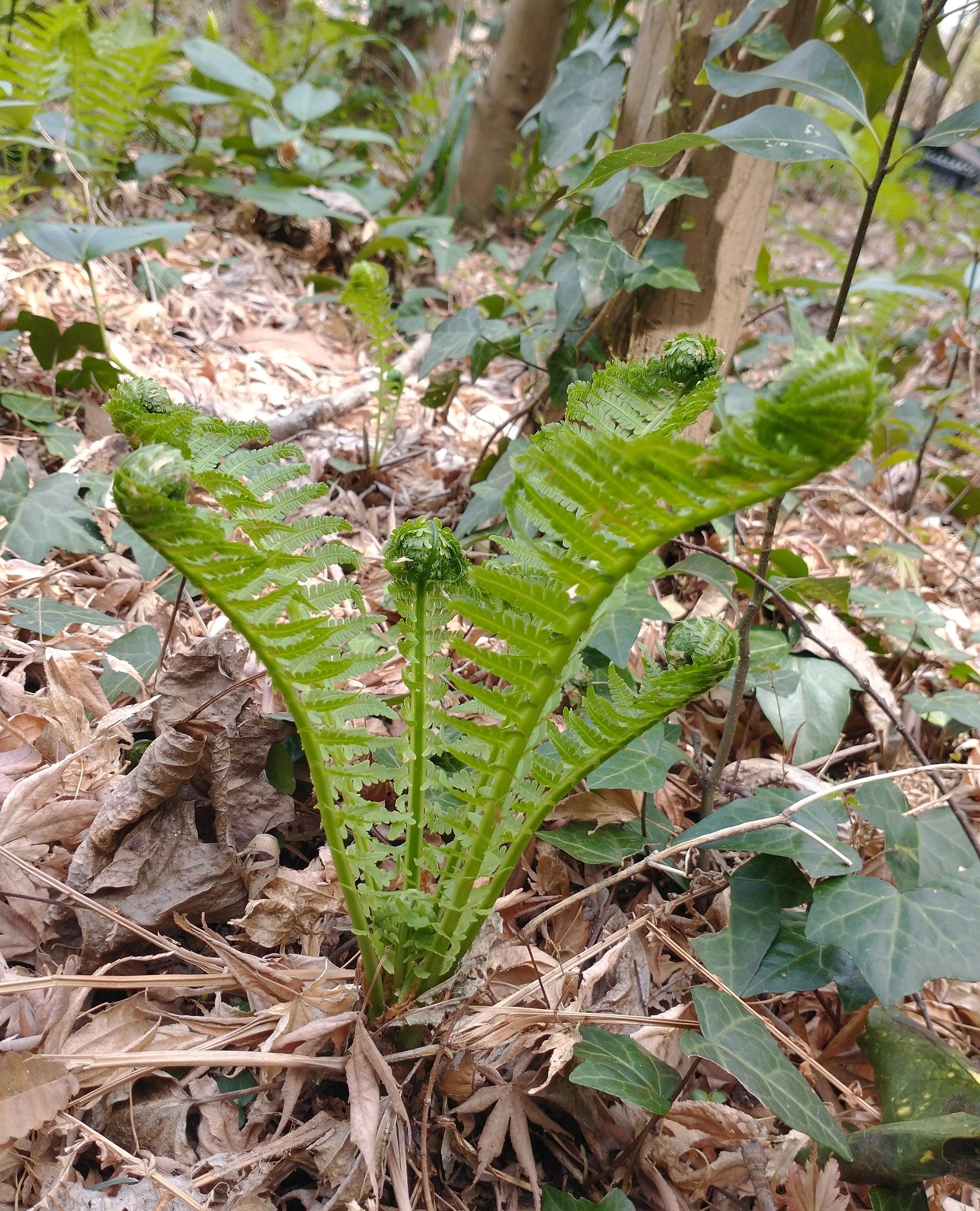 クサソテツ 草蘇鉄 こごみ 植物 苗木 植木 生産販売 通販 リスト