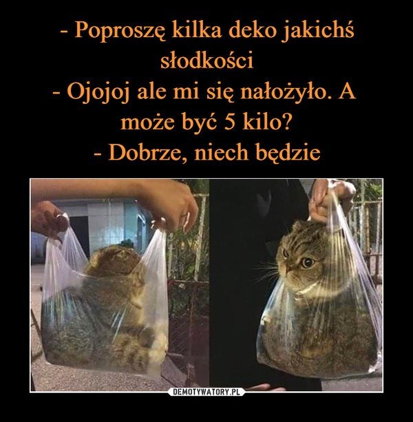 czlowiekikot's tweet photo. Przyznawać się tłiteru. Ile kg słodkości macie w domu? U mnie jakieś 4kg największego słodziaka pod słońcem 🐈⬛
#koty #CatsOfTwitter #slodkosci #slodziaki #sweet #sweetcats #jakczlowiekzkotem https://t.co/uUqcbwEupv