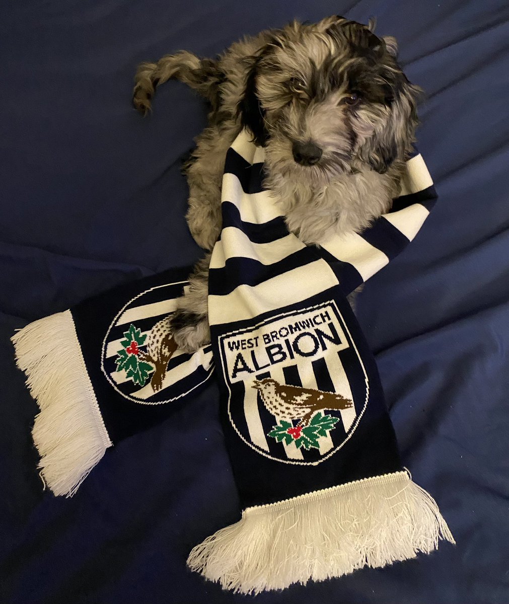 WestBromAmerica's tweet photo. There’s a new Baggie in the house! 

It’s time you all get introduced to Cora https://t.co/FhXviNV5vO