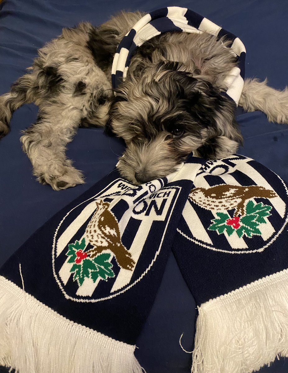 WestBromAmerica's tweet photo. There’s a new Baggie in the house! 

It’s time you all get introduced to Cora https://t.co/FhXviNV5vO