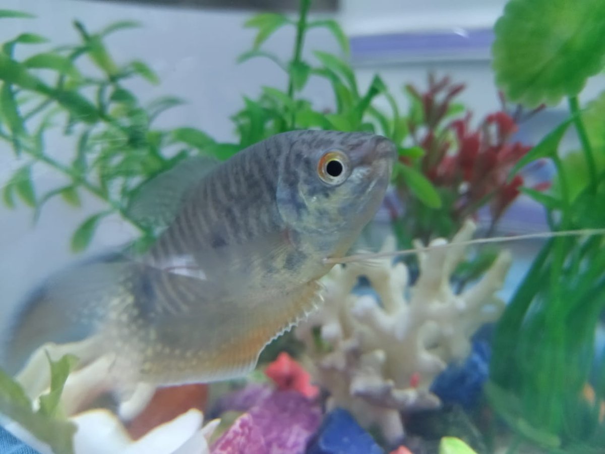 MohaCrepe's tweet photo. Welcome home 🐟🐚 https://t.co/mwLDWfeP1u