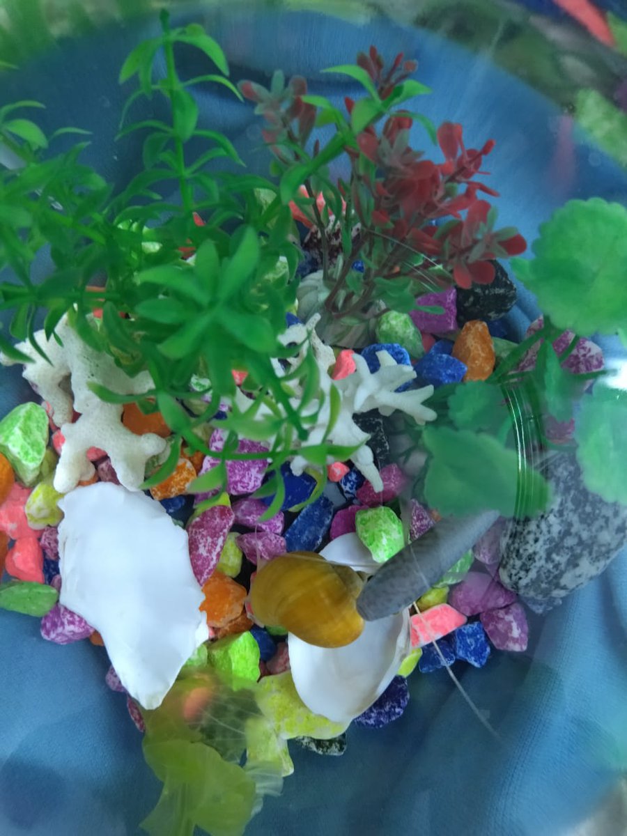 MohaCrepe's tweet photo. Welcome home 🐟🐚 https://t.co/mwLDWfeP1u