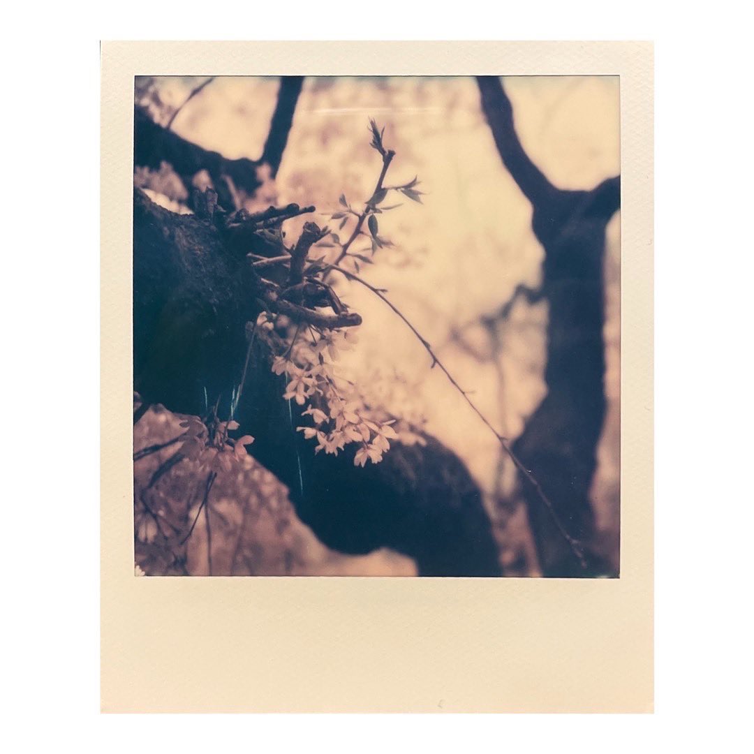 Yu_King2's tweet photo. 桜咲く。
#polaroid #film #sakura #桜 #春 https://t.co/oep9OLoIPV