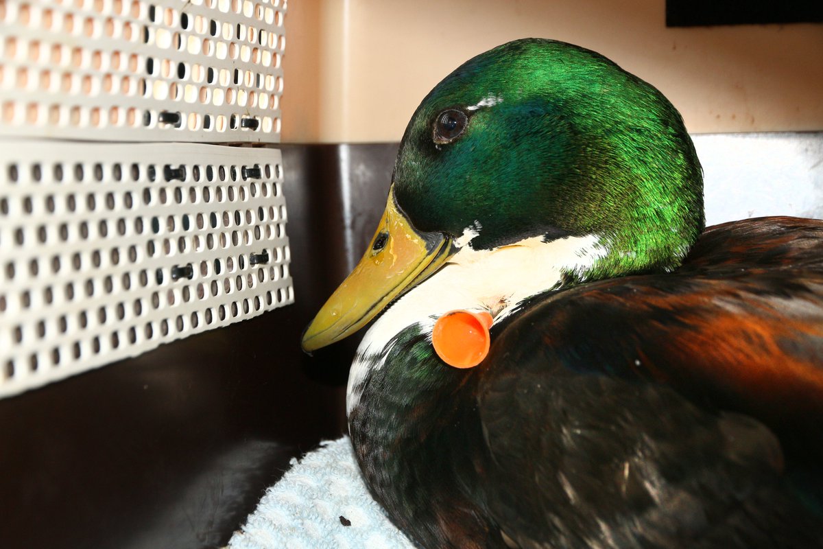 TiernotrufDE's tweet photo. © Foto: https://t.co/tsfKVTXBdq

#Tiernotruf #Ente https://t.co/8jz4WWVBNG