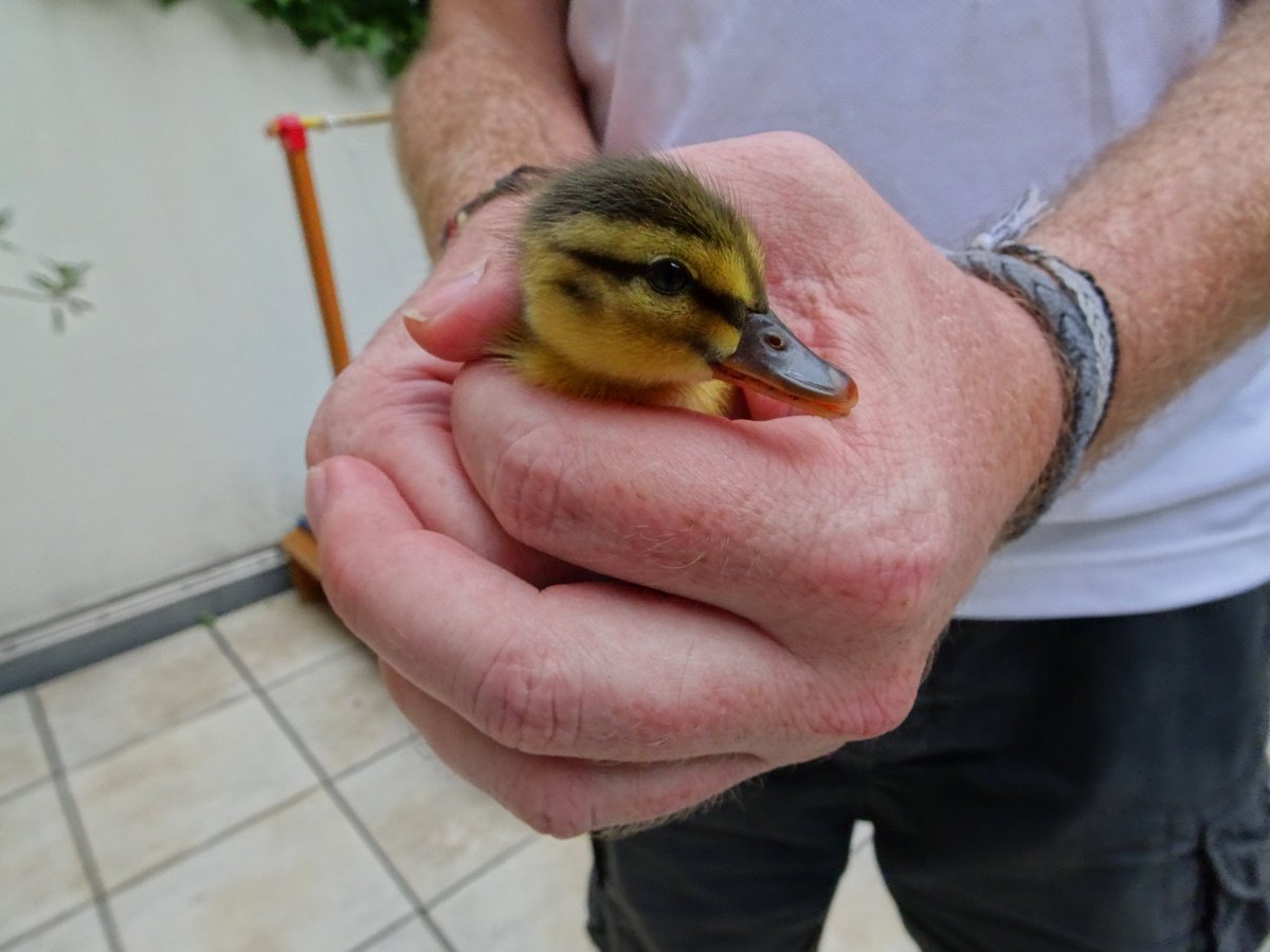 TiernotrufDE's tweet photo. © Foto: https://t.co/tsfKVTXBdq

#Tiernotruf #Tierrettung #Küken https://t.co/sHs17T32h4