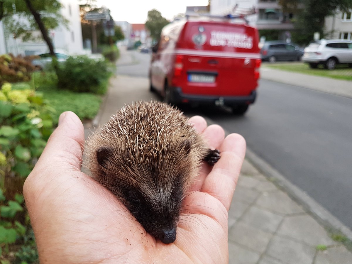 TiernotrufDE's tweet photo. © Foto: https://t.co/tsfKVTXBdq

#Tiernotruf #Igel #Tiere https://t.co/l2Oga4NmvK