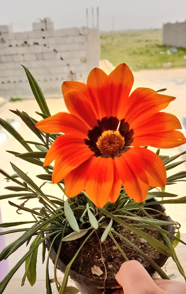 Hebatallah93's tweet photo. PictureThis - Instantly identify your plants.
https://t.co/NyYCh6bzeV https://t.co/LNnvqsri6t
