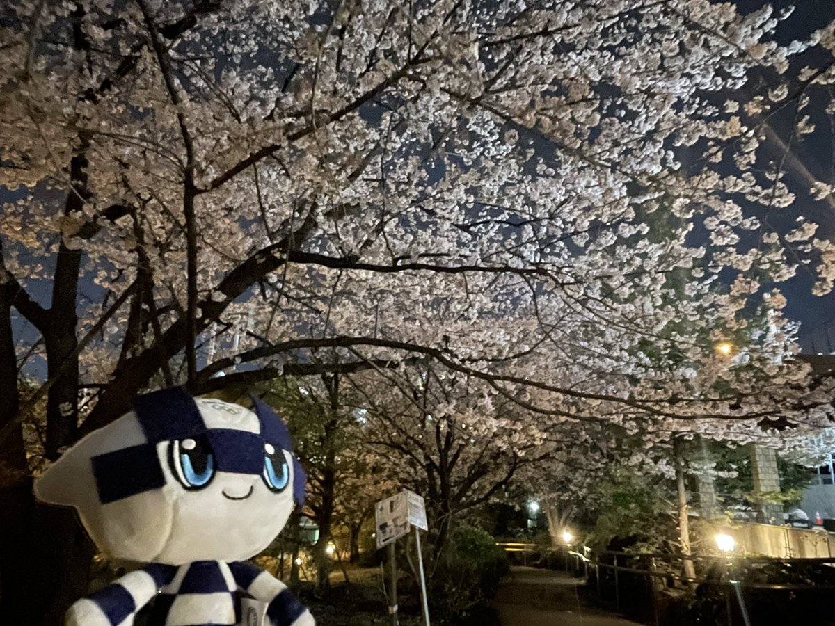 spacio0119's tweet photo. 夜桜鑑賞だよミライトワ💙🌸
#ミライトワ 
#ミライトワ💙 
#ミラソメ存続希望 
#長草くん 
#buddingpop 
#神田明神 
#夜桜 
#夜桜ライトアップ https://t.co/uaNaxrsQZo