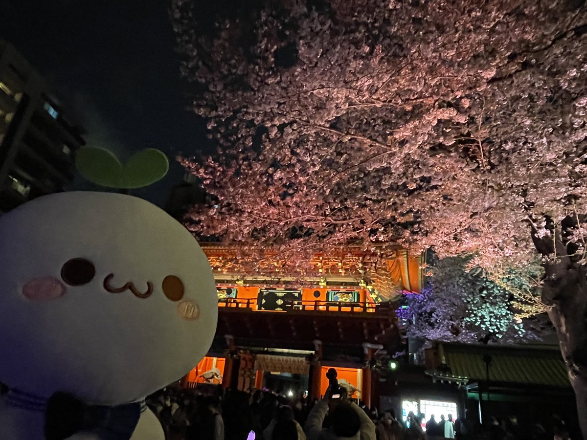 spacio0119's tweet photo. 夜桜鑑賞だよミライトワ💙🌸
#ミライトワ 
#ミライトワ💙 
#ミラソメ存続希望 
#長草くん 
#buddingpop 
#神田明神 
#夜桜 
#夜桜ライトアップ https://t.co/uaNaxrsQZo
