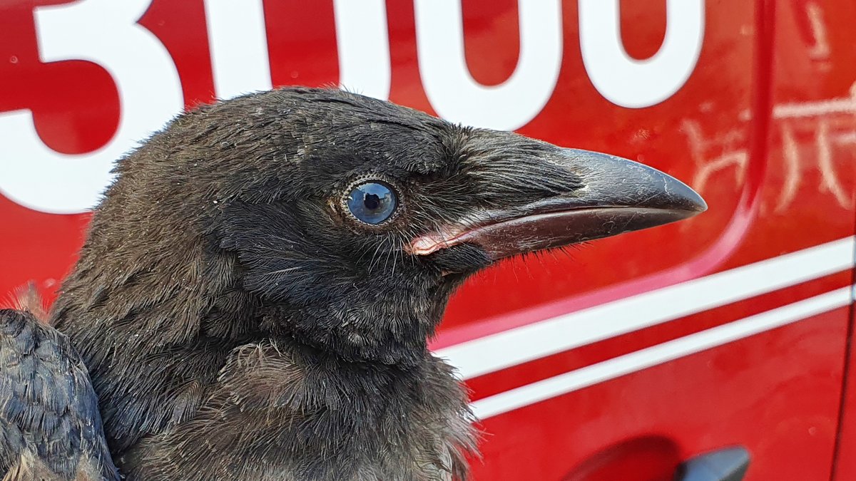 TiernotrufDE's tweet photo. © Foto: https://t.co/tsfKVTXBdq

#Tiernotruf #Vogel https://t.co/wpKimHVk3p