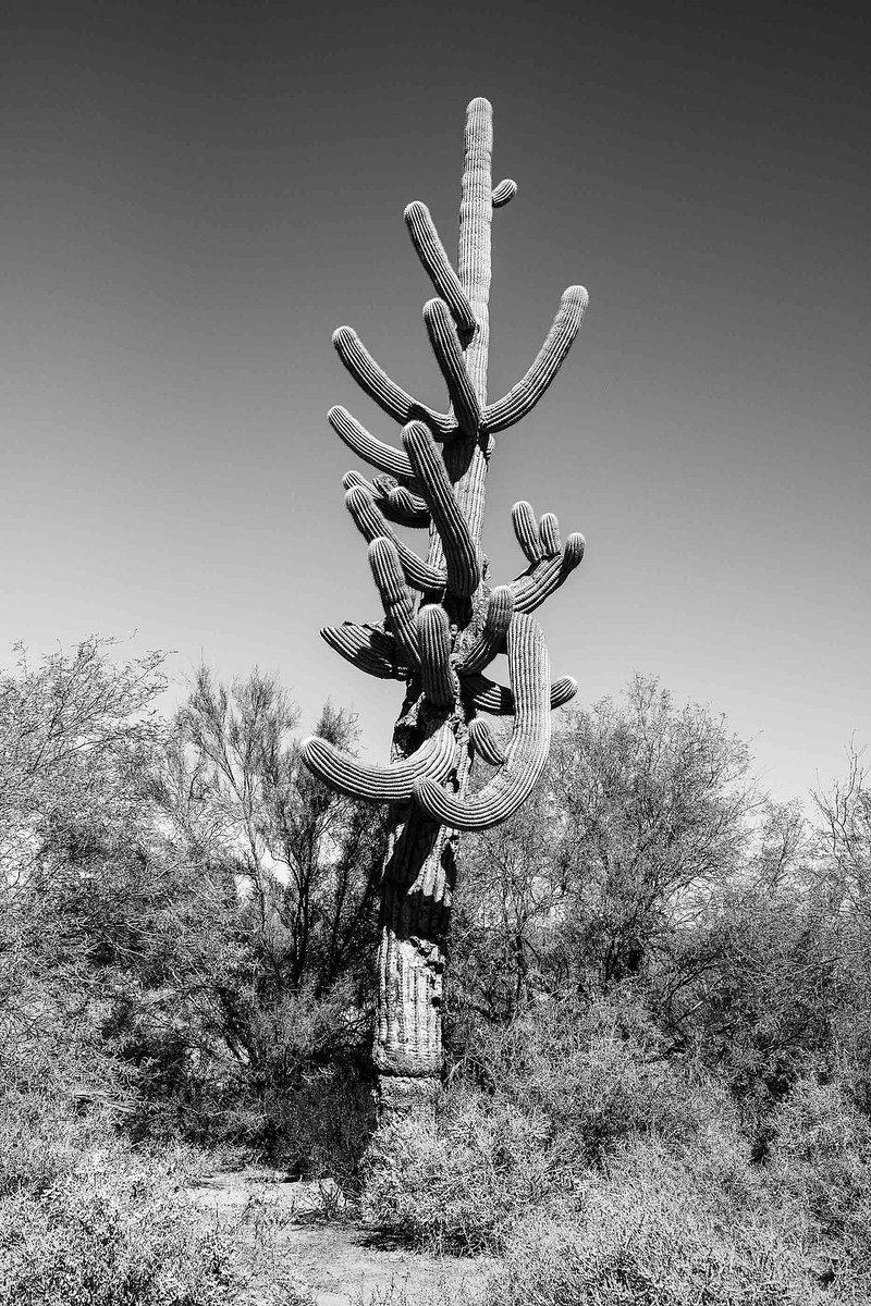 emergence_zine's tweet photo. In the Sonoran Desert, the O’odham peoples have long revered the saguaro cactus as a being with personhood—a belief that is congruous with the rights-of-nature movement. Read “Saguaro, Free of the Earth” by @BoyceUpholt, with photos by @BearGuerra. https://t.co/H5UXYVO2RP https://t.co/hd6SnTrIWD