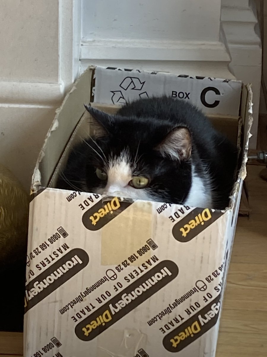 funesdamemorius's tweet photo. Dave the cat channelling Martin Sheen in Apocalypse Now #catinabox #ironmongerydirect https://t.co/0dC6JxLIH0