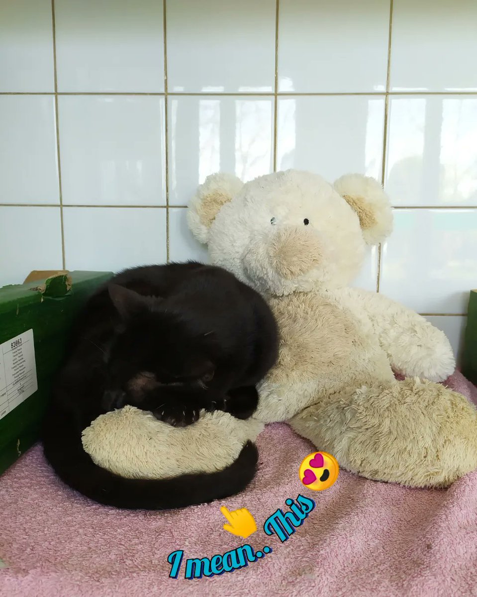 smellycat1304's tweet photo. 2/2
When they are adopted, they go to their new family with their plush , which will be their landmark in this all new life, environment, family.. ❤️
#AnimalShelterLife #AdoptABandit #AdopteUnZouave #AdoptARascal #CatteryLAnglaise https://t.co/RJhfn7i8Ee