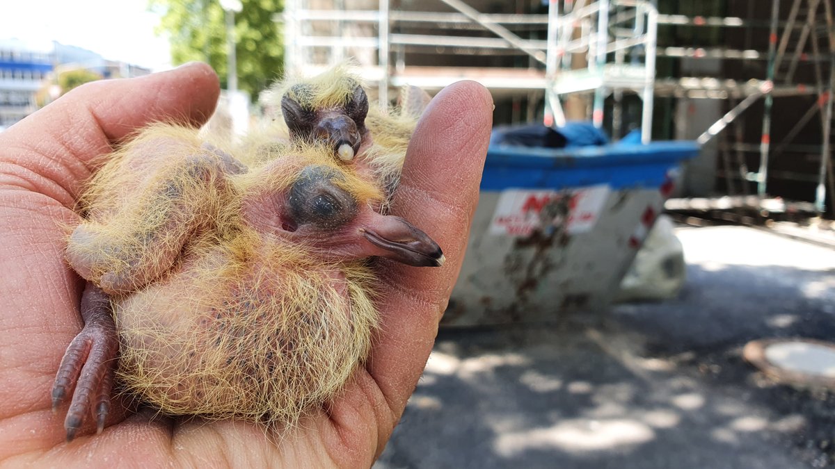 TiernotrufDE's tweet photo. © Foto: https://t.co/tsfKVTXBdq

#Tiernotruf https://t.co/3vnqXx6WM1