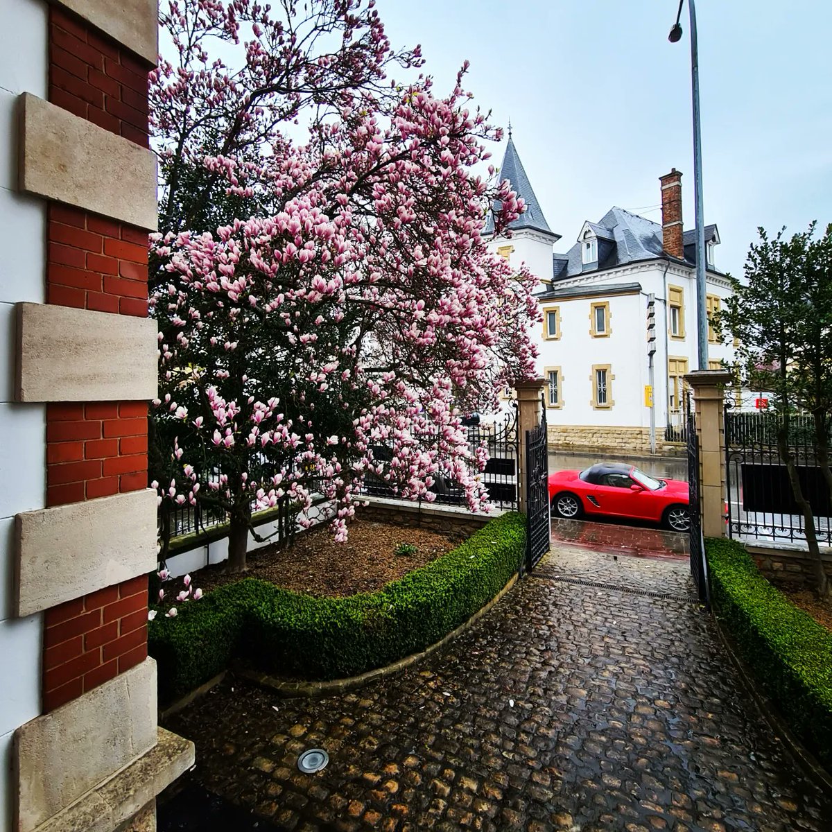 Only in Luxembourg: office in a castle-shaped building in a street named after Grand Duchess Charlotte, with a beautiful blooming magnolia tree in the front ✨