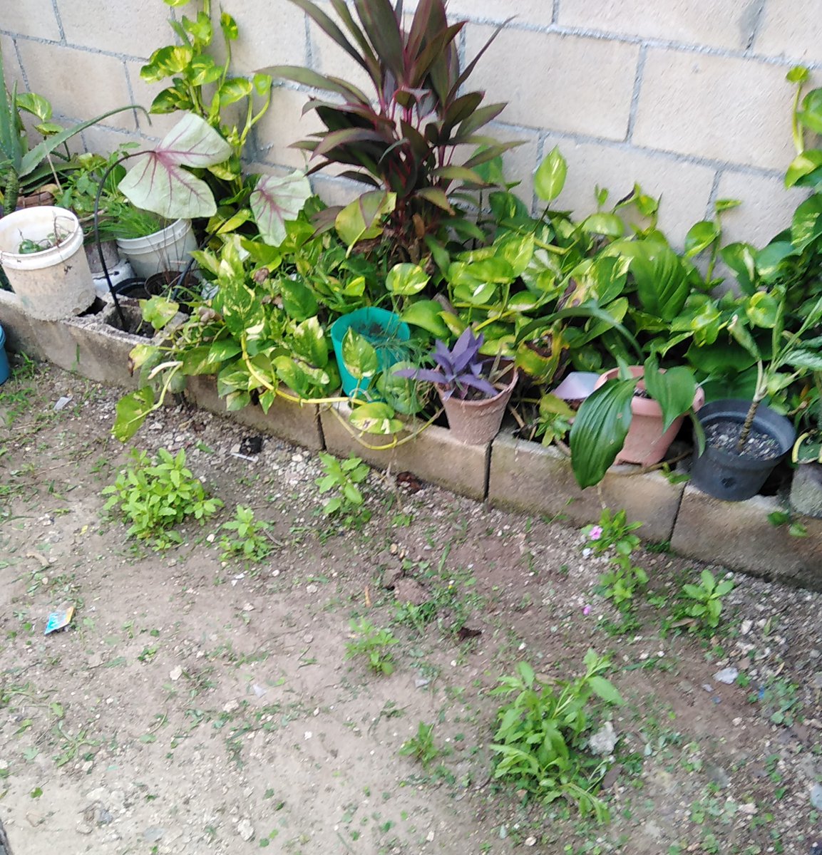 Y al limpiar el jardín... Ohhh ¡plantitas de epazote!♥️😁