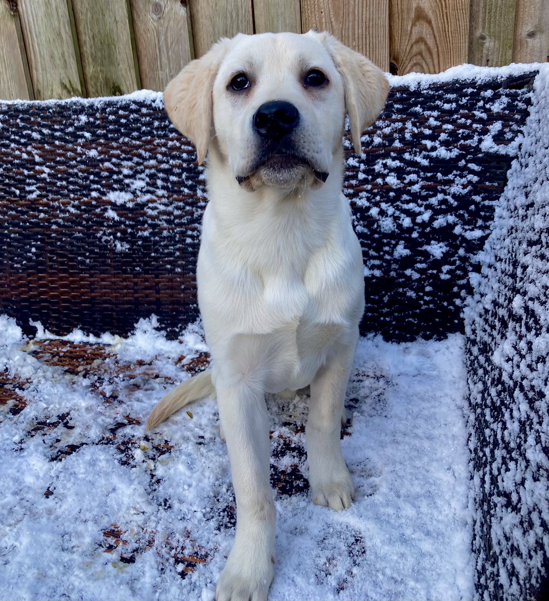 “Not everyone you lose is a loss!” 🤷🏼‍♀️💅💀🐾❤️

The snow bunny has arrived! ❄️🐰 
Archers first time seeing snow, he was more interested in the hotdogs 😂 

QOTD: has your pet ever seen snow? ⛄️ 

In these photos:
Archer - Labrador - ours #amyeanddaisy #twitterdogcommunity