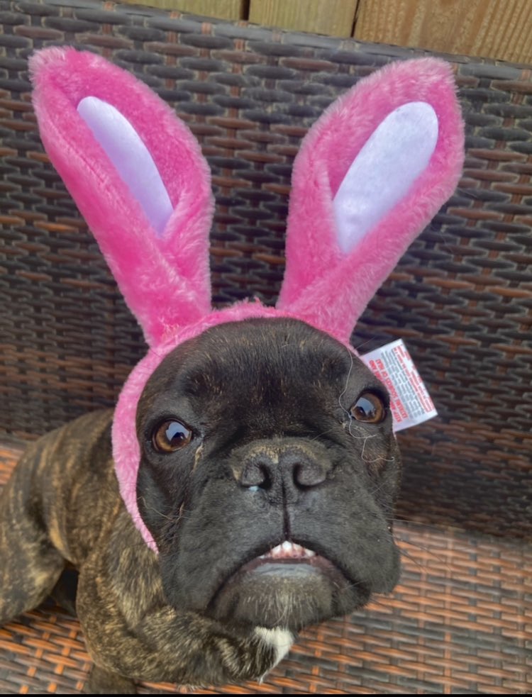 Boop for the bunny snoot! 🐽🐰

The little teeth are adorable 😍🦷 she also has Bonnie hair on her face 😂🙈 but isn’t she adorable?!

QOTD: will you give me a boop? 🐽 

In this photo:
Storm - frenchie - foster 

#amyeanddaisy #twitterdogcommunity #Storm