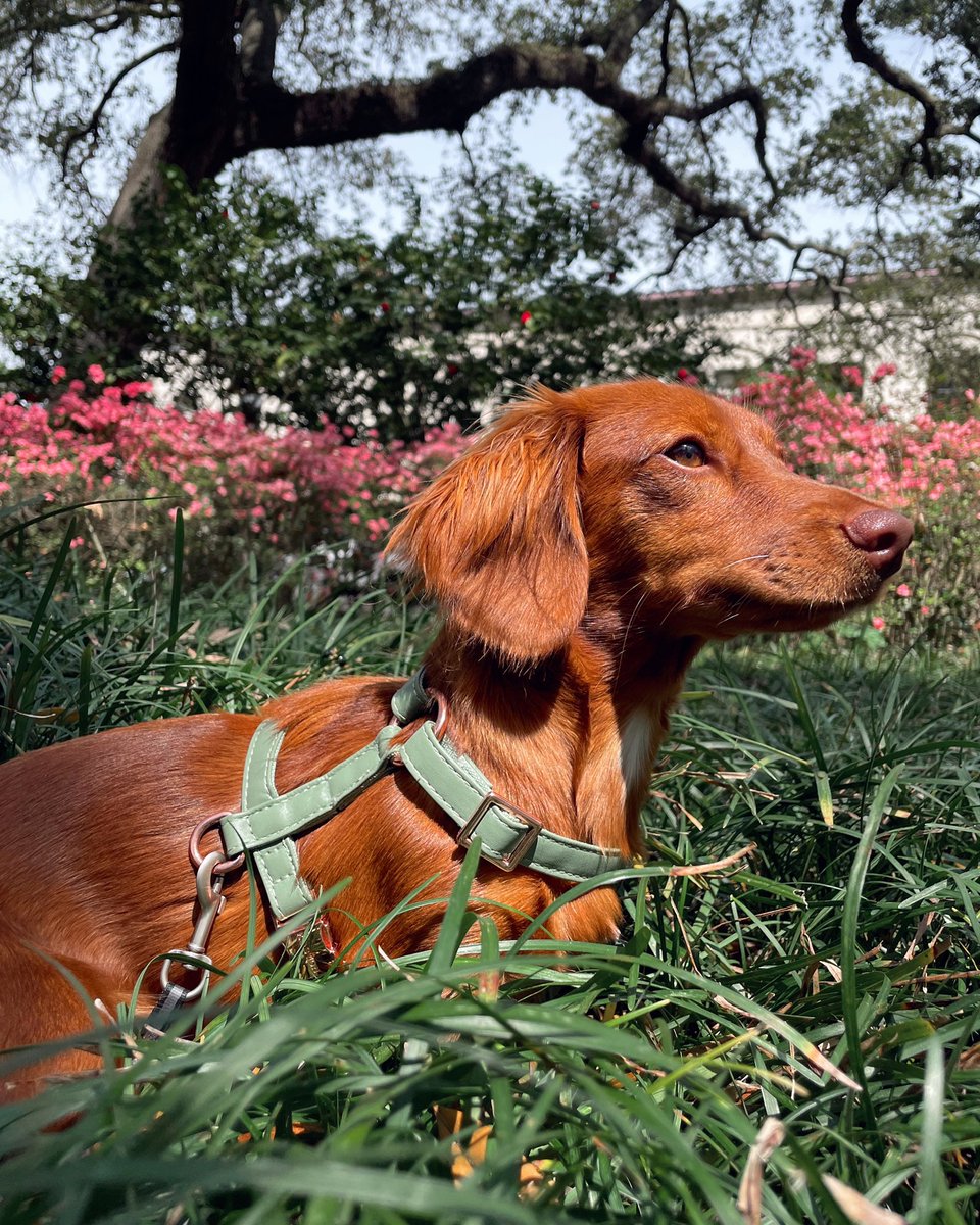 🌸 Spring has sprung 🌸