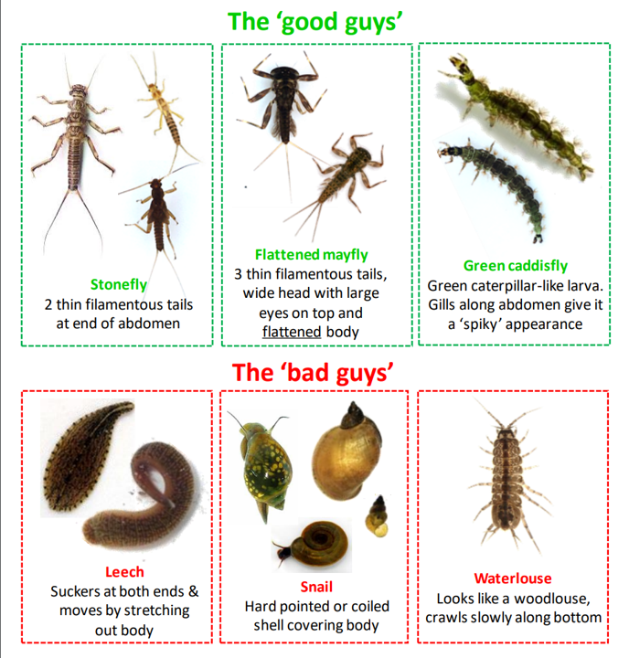 MayoCCFW's tweet photo. Still some places on our Citizen Science Stream Index (CSSI) courses: Mon/Tue/Wed 4/5/6 April @ 16:30. Also morning of Sat 9 April @ 9:30. Sample and assess your local river or stream using just six different macroinvertebrate groups: Details: https://t.co/xsWDQzYrkk https://t.co/IGEKV2N0mG