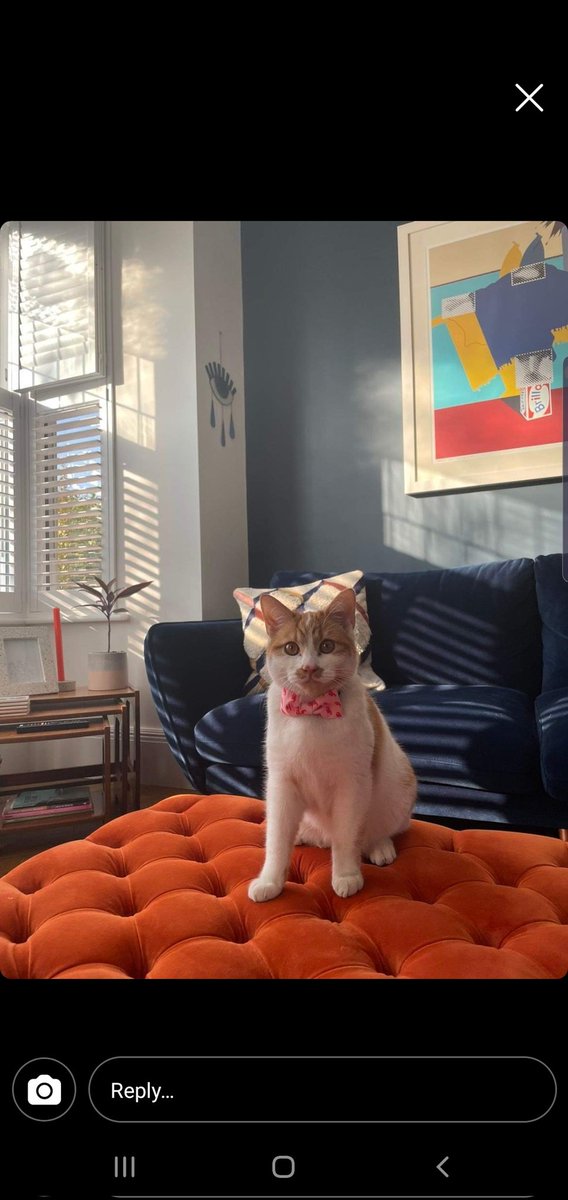 kattandhound's tweet photo. Happy #CaturdayEve lovelies!  We just adore this photo of Sid in our Lobster Love Bow Tie Collar Set 💗💗

https://t.co/f9392SGh8f

#CatsOnTwitter #shoplocalwales https://t.co/1uJOtjBHnv