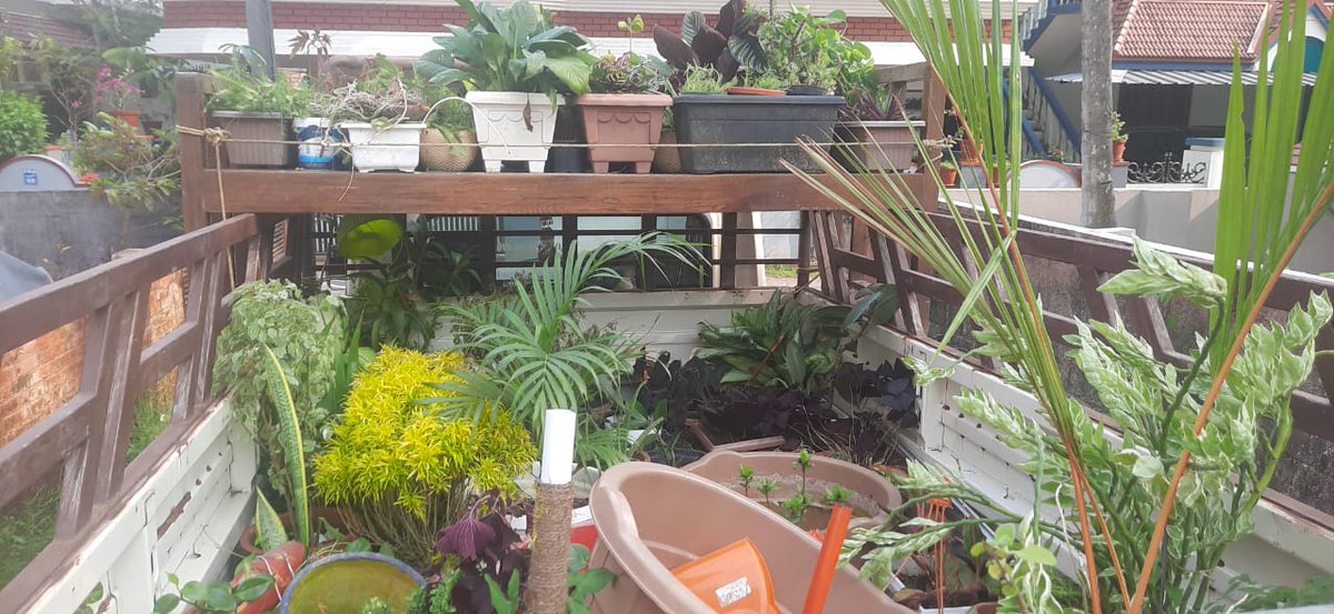 ProCochin's tweet image. Local Plant Shifting #relocationpartner #removals #procochin #procochinpackersandmovers #professionalrelocation #keralamovers