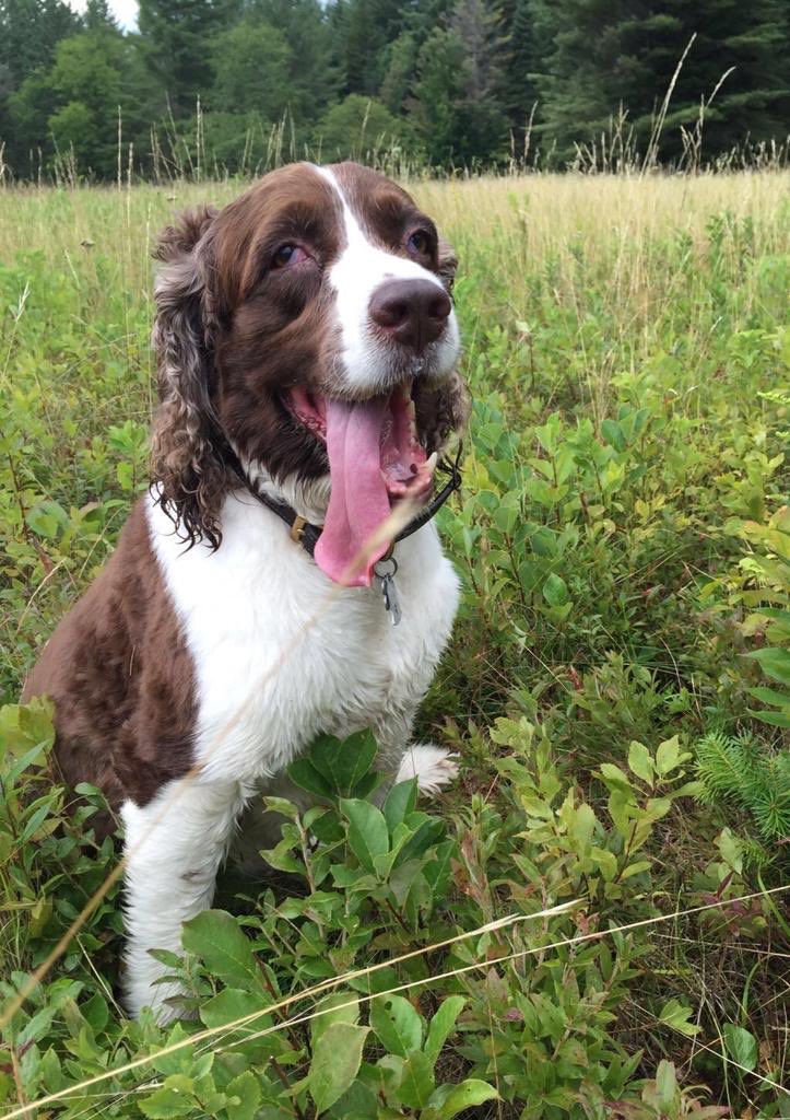 We lost the very best girl today. Cleo Crocker, 2/22/08-4/02/22. She loved her life until the end, &amp; we loved her more than I could ever do justice to with words. RIP.