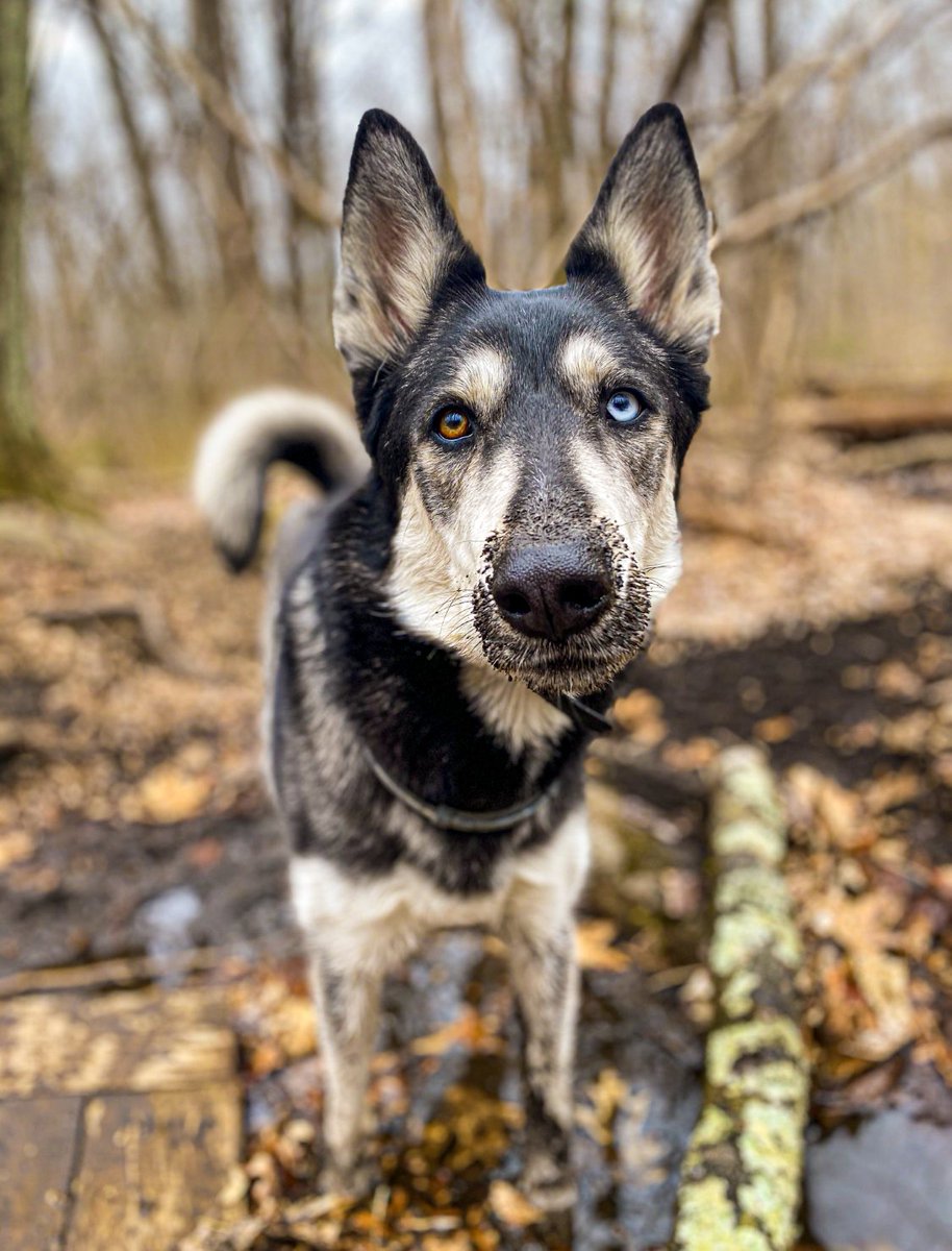 <a href="/YourHumanPets/">Your Human Pet Services</a> Love the mud 😖