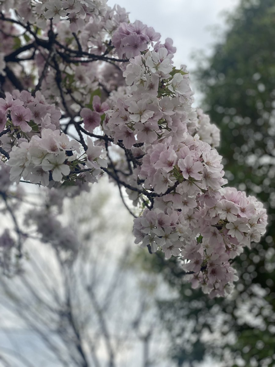 nibi0313's tweet photo. お花見行きました。
桜沁みます。

#桜 #エモ https://t.co/ByqWHGitj1