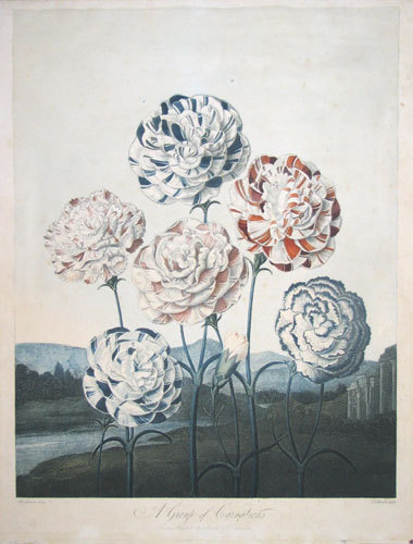 grosvenorprints's tweet photo. Carnations from Temple of Flora published #OTD 1803; #DrThornton #TempleofFlora #April #Spring #floral #flowers #naturalhistory #Flora #botanical #carnations #nature #gardening #Thornton #botany; https://t.co/mGv1LFmpVT https://t.co/Z2hzmD7Pam