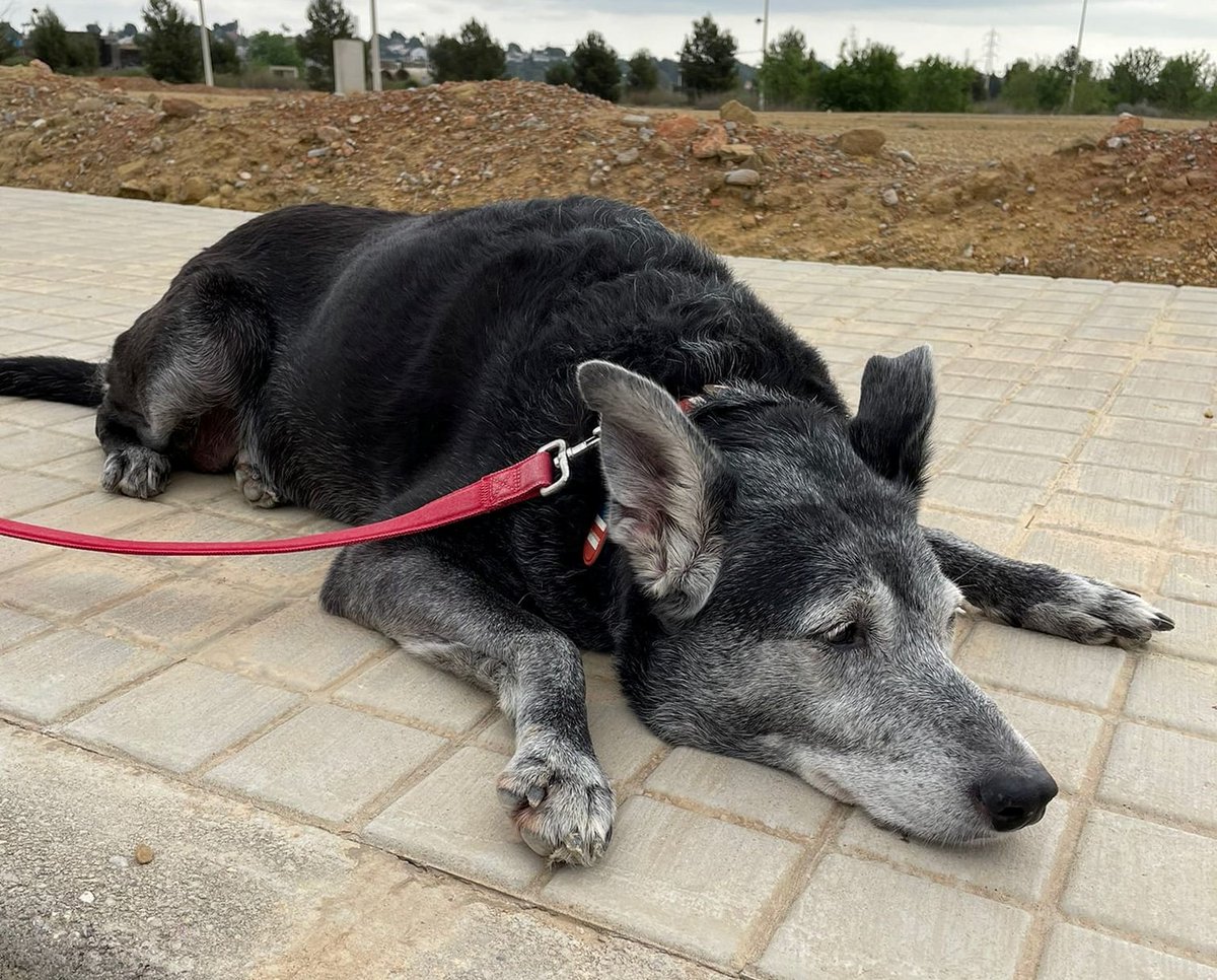 SosAbuelos1's tweet photo. #ELLIETE (10 AÑITOS) #VALENCIA
No me cansaré de contaros lo maravillosa que es nuestra querida vieji hasta que encuentre una familia.
Dulce, cariñosa, tranquila, sociable con otros perros, pasea genial… ¡¡¡qué más se puede pedir???
adoptasvpap@gmail.com https://t.co/DJmvUZBavA