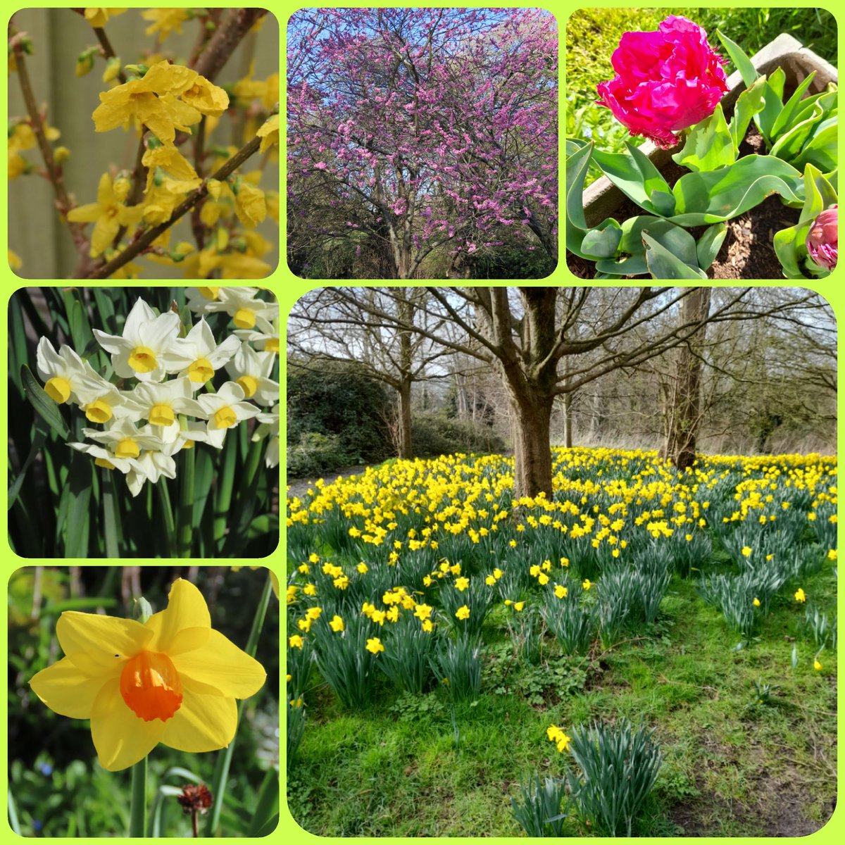 Some photos from previous weeks. The mass of daffodils and the blossom are from my local park. I love this time of year! 😍
#sixonsaturday #GardeningTwitter #gardening