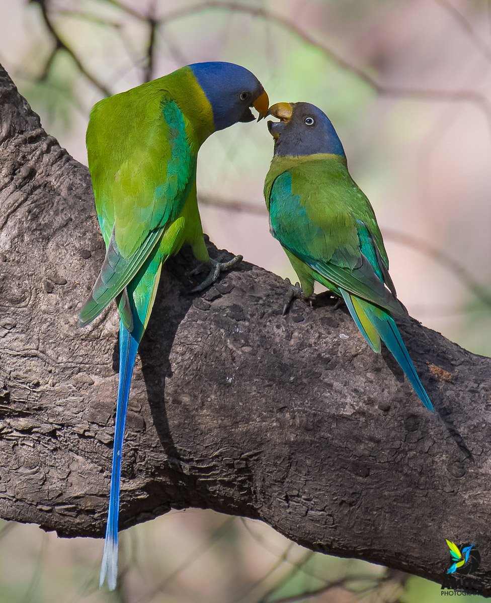 Plum-headed Parakeet
#Parentalcare

#beauty #birds #PhotoOfTheDay #birdphotography #BirdTwitter #IndiAves #NaturePhotography #birdsofindia #BirdsSeenIn2021 #beauty #naturelover #natgeo #nikonasia #avibase #birdsofafeather #birds_lover #bestbirdshots #indianbird #birdsportrait