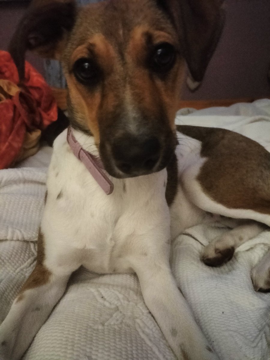 HelenSt15575584's tweet photo. @pauldunphy @dogcelebration Biscuit loves the end of my bed😀 more so than her own in the kitchen or sitting room https://t.co/qLQI9huegh