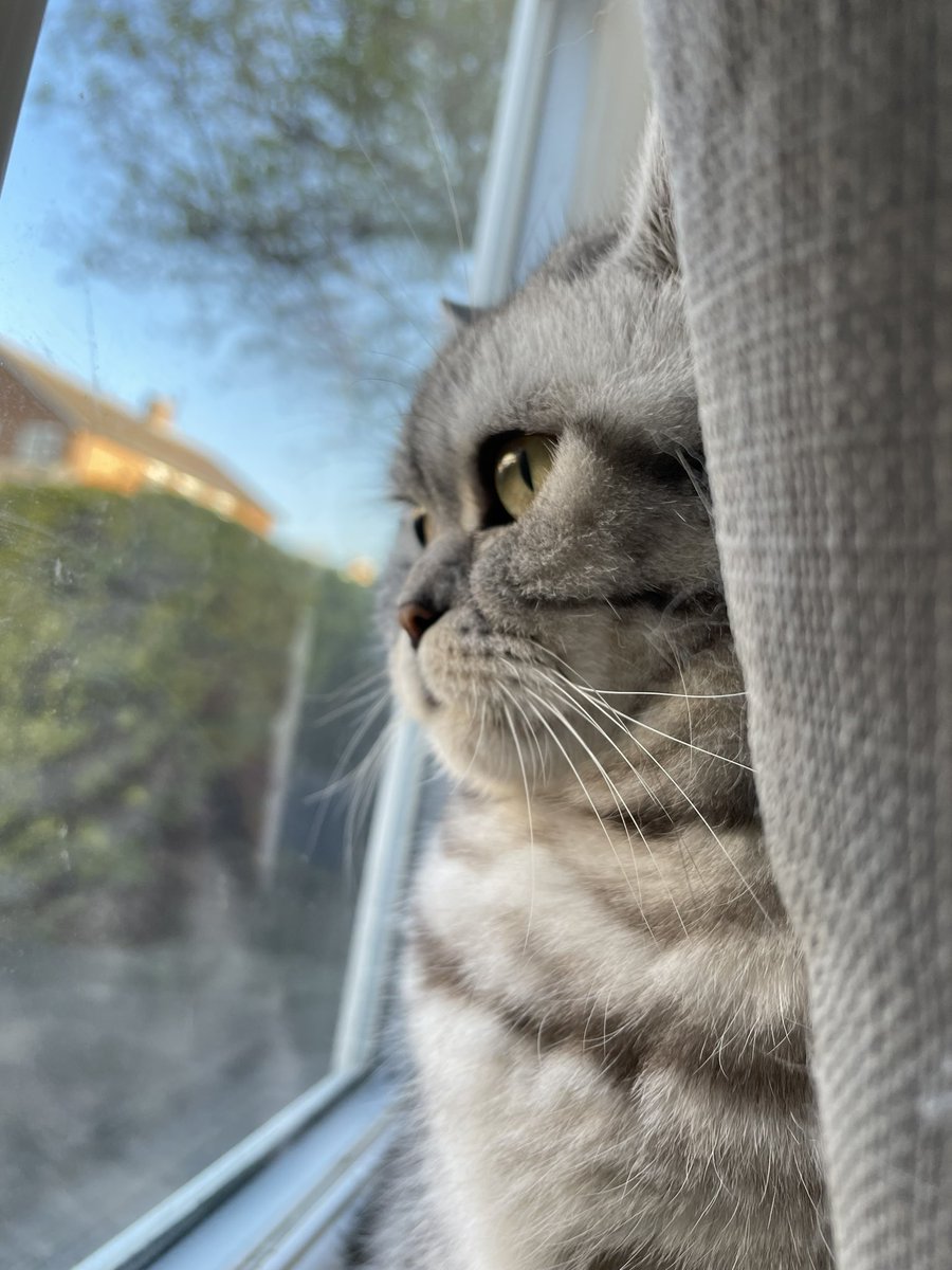 rosiepiecat's tweet photo. Keeping a close eye on the outdoors. No more snow please! #Caturday #CatsofTwitter #CatsOnTwitter https://t.co/R5uDJRMib4