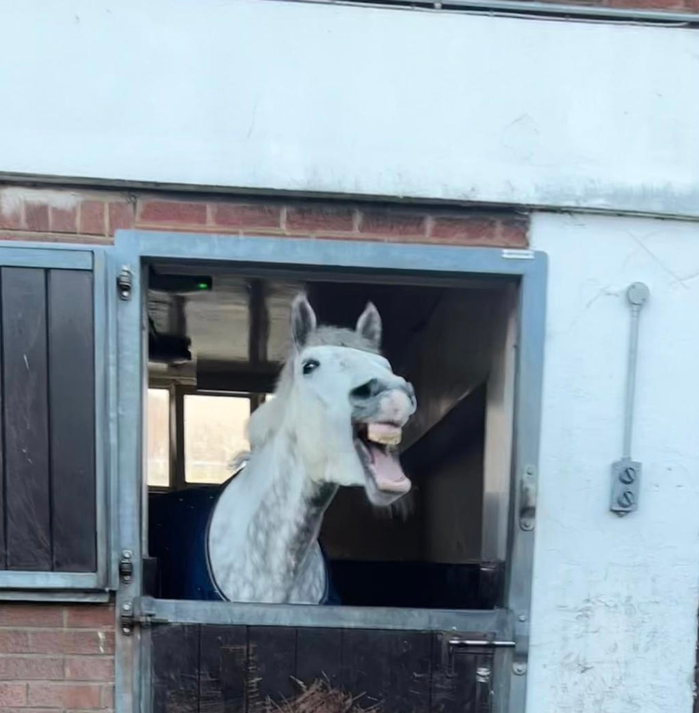 MerPolMounted's tweet photo. Thank you so much for all your lovely comments about our gorgeous new horse Diamond.
I can’t believe I will have to wait another 2 days to meet her!
#StandTall #PHDiamond #NewMerPolPH
#DoIPopIntoWorkOnMyDaysOffToMeetHer
#AnotherGreyOnTheYard https://t.co/pGFdSYhr3c