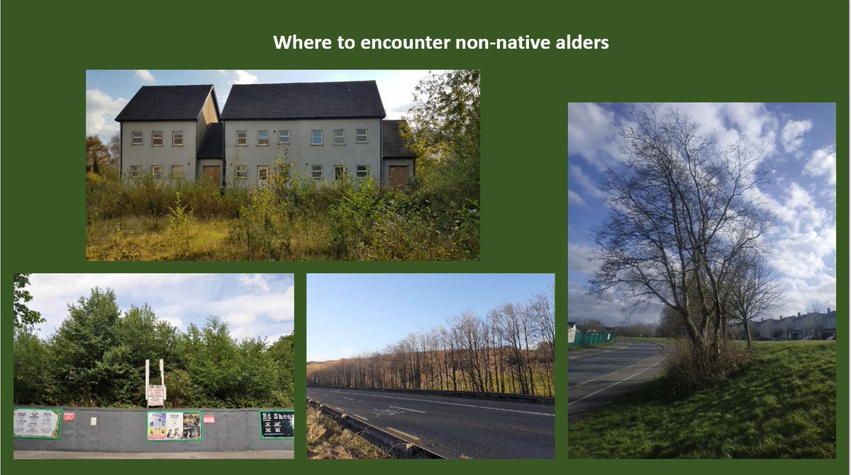 BSBIbotany's tweet photo. 2nd talk at today's #IrishBSBSpringConference: @dan_pathfinder helping us to find π& identify the 3 non-native alders found in Ireland.
Honourable mentions for John Poland's #VegKey!
Here's Dan's paper on non-native alders https://t.co/mpfW5A9ON2 from #BritishandIrishBotany https://t.co/JggKC67Zv0