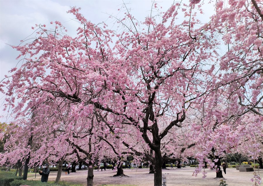 江東区 寒さの残るお花見となりました 最後の一枚まで楽しみましょう 号外net 江東区
