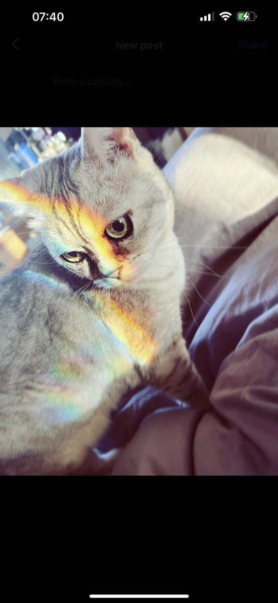 DebbieFutcher's tweet photo. Happy #Caturday #CatsOfTwitter 🌈 https://t.co/7DUAI40eEX
