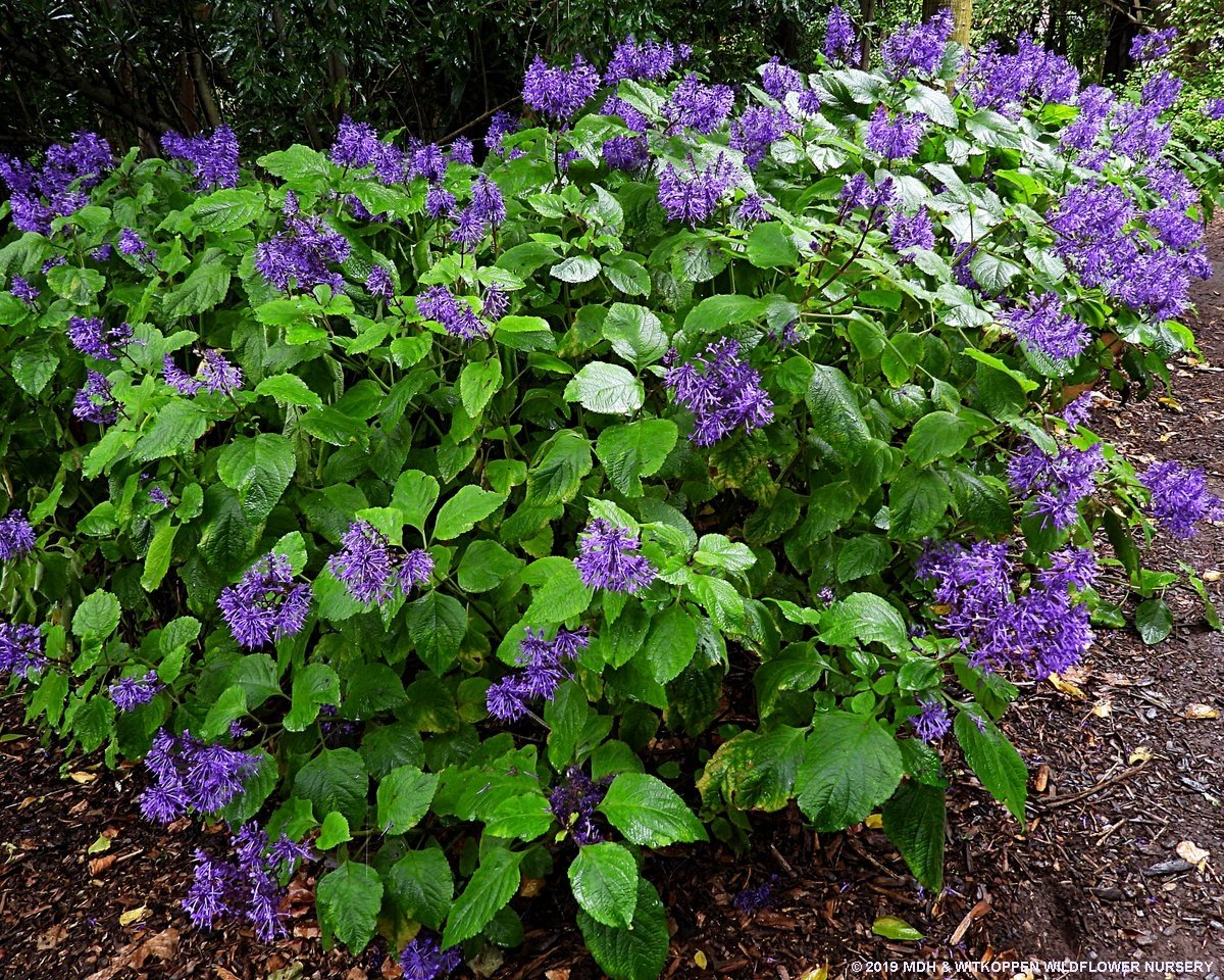 April 2022 IndigeNews - Witkoppen Wildflower Nursery's Newsletter -  mailchi.mp/webmail/april-…