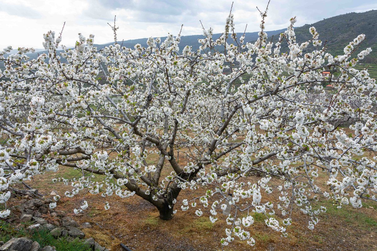javierlumeras's tweet photo. La naturaleza sigue su curso y así tenemos ya los cerezos en  Hervás (Cáceres) , en plena floración.
@agomezmeteo_tve
@Nuria_Sero https://t.co/hpfTPxQpuH