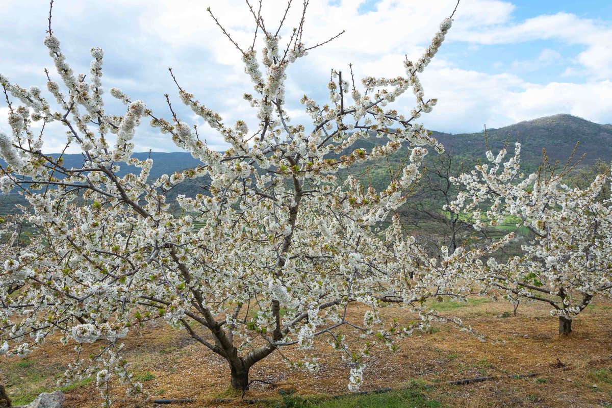 javierlumeras's tweet photo. La naturaleza sigue su curso y así tenemos ya los cerezos en  Hervás (Cáceres) , en plena floración.
@agomezmeteo_tve
@Nuria_Sero https://t.co/hpfTPxQpuH