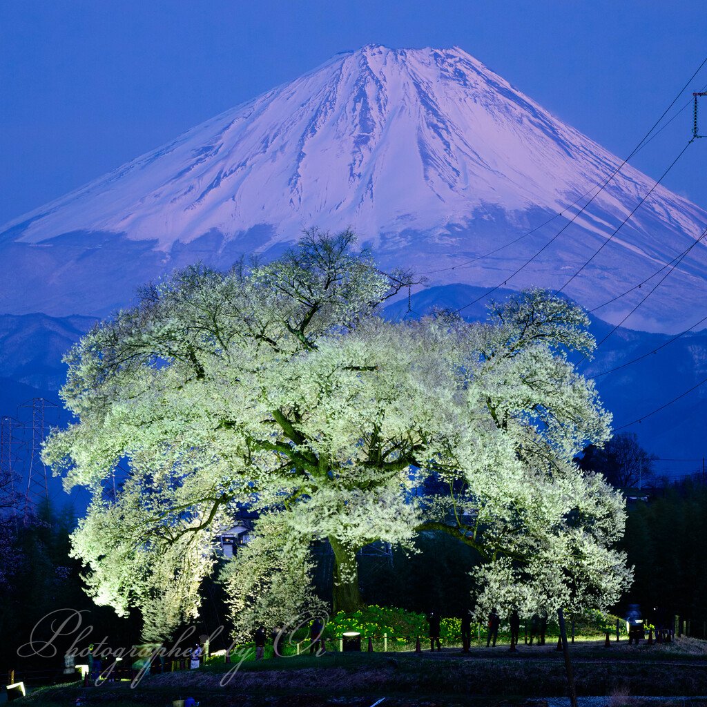 富士山が、推定樹齢330年王仁塚（わに塚）の桜を抱く。 昨日は条件が良かったので、雪を纏った綺麗な富士山と共にライトアップを見ることができました。