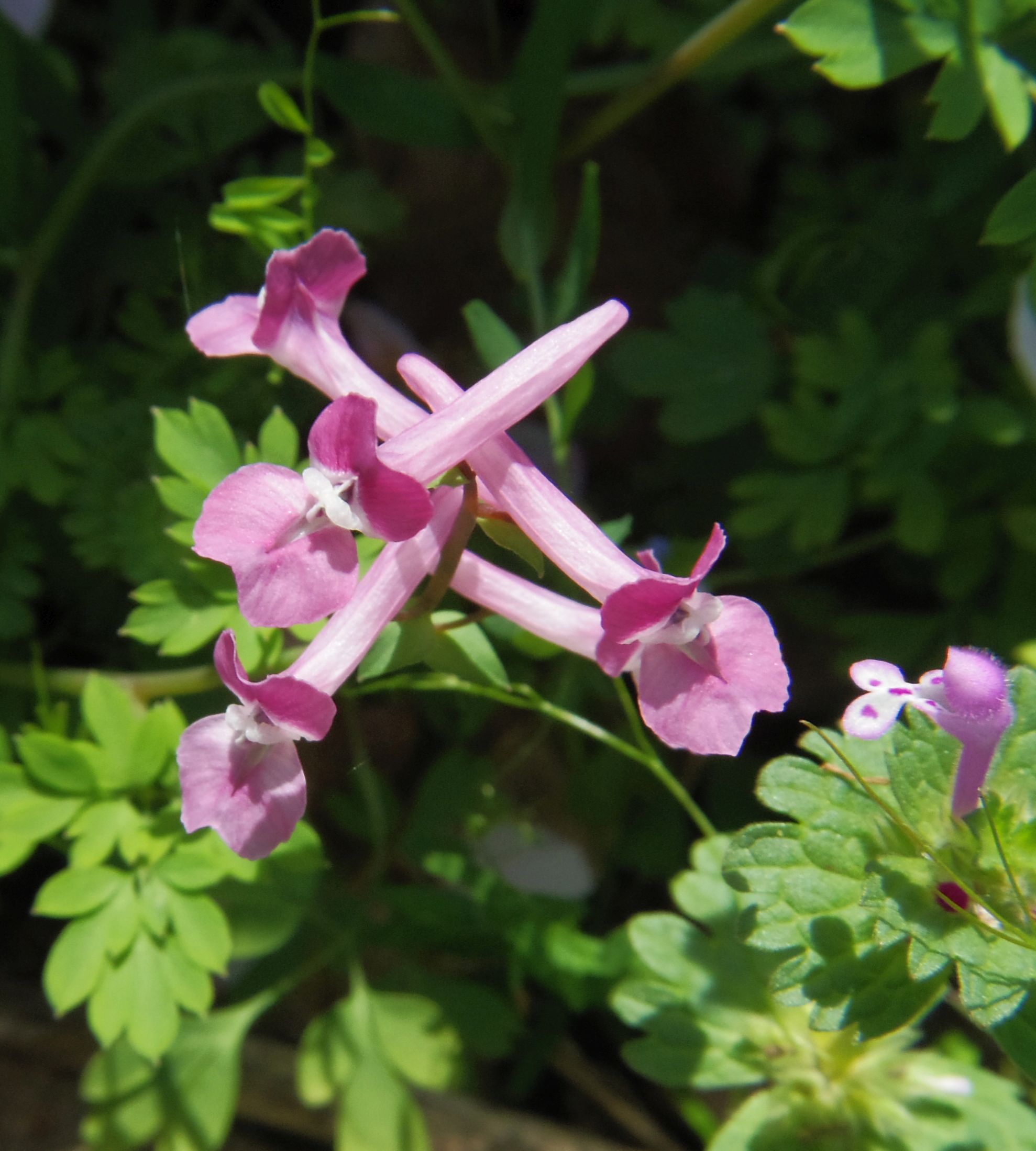 ピンクの花 Twitter Search Twitter