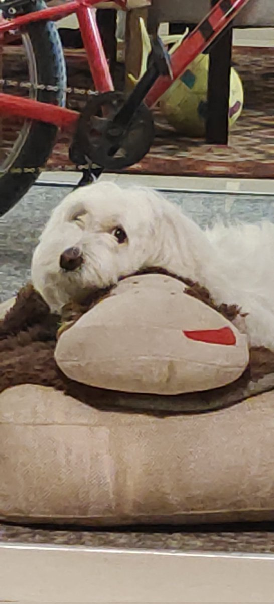 naddiimm's tweet photo. maxo and george, unbreakable bond. https://t.co/9rwXhE7DdU