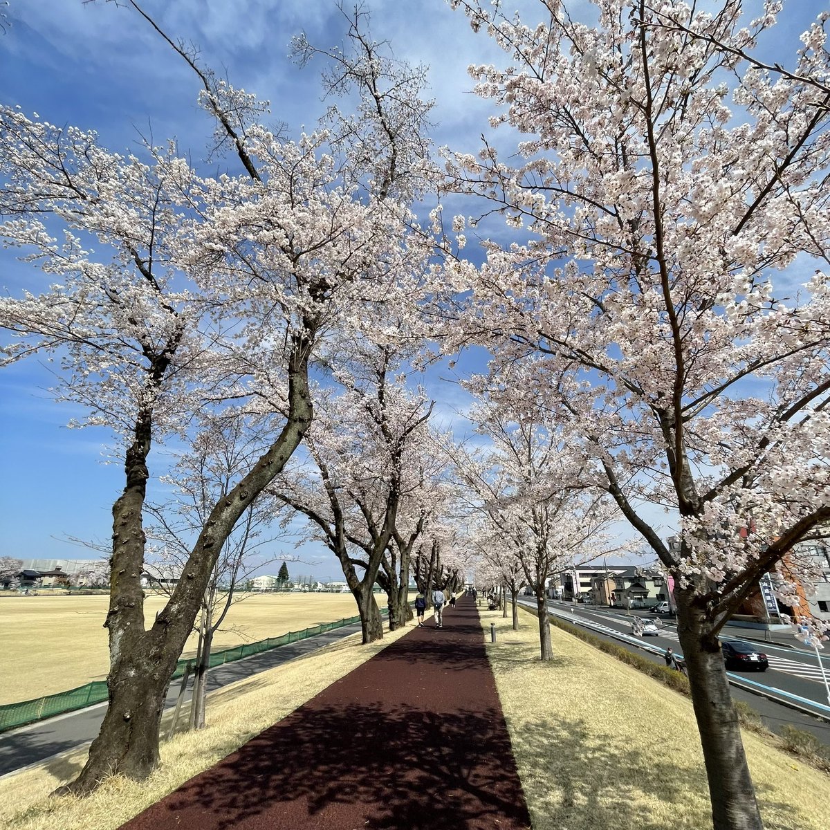 chigucheez's tweet photo. 栃木の桜巡り⑦宇都宮市西川田の総合運動公園へ。桜並木、遊園地、カンセキスタジアムなどをぐるり散策。10月は #いちご一会とちぎ国体 で賑わいます。#CherryTreeLane at Tochigi Sports Park. Opening/closing of 77th Natl Sports Competition in Oct at this stadium.#DiscoverTochigi #sakura2022 https://t.co/5zyVLefema
