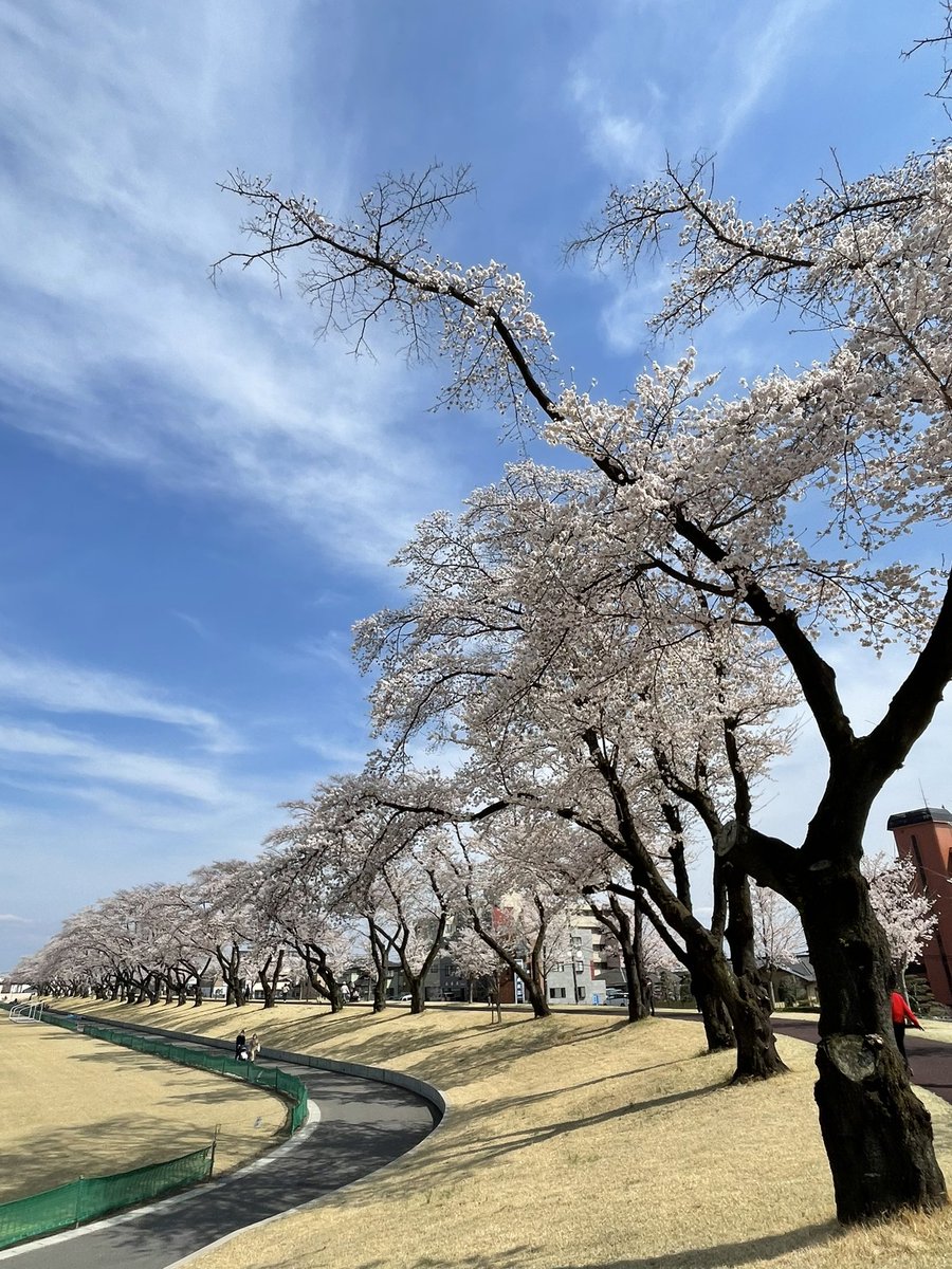 chigucheez's tweet photo. 栃木の桜巡り⑦宇都宮市西川田の総合運動公園へ。桜並木、遊園地、カンセキスタジアムなどをぐるり散策。10月は #いちご一会とちぎ国体 で賑わいます。#CherryTreeLane at Tochigi Sports Park. Opening/closing of 77th Natl Sports Competition in Oct at this stadium.#DiscoverTochigi #sakura2022 https://t.co/5zyVLefema
