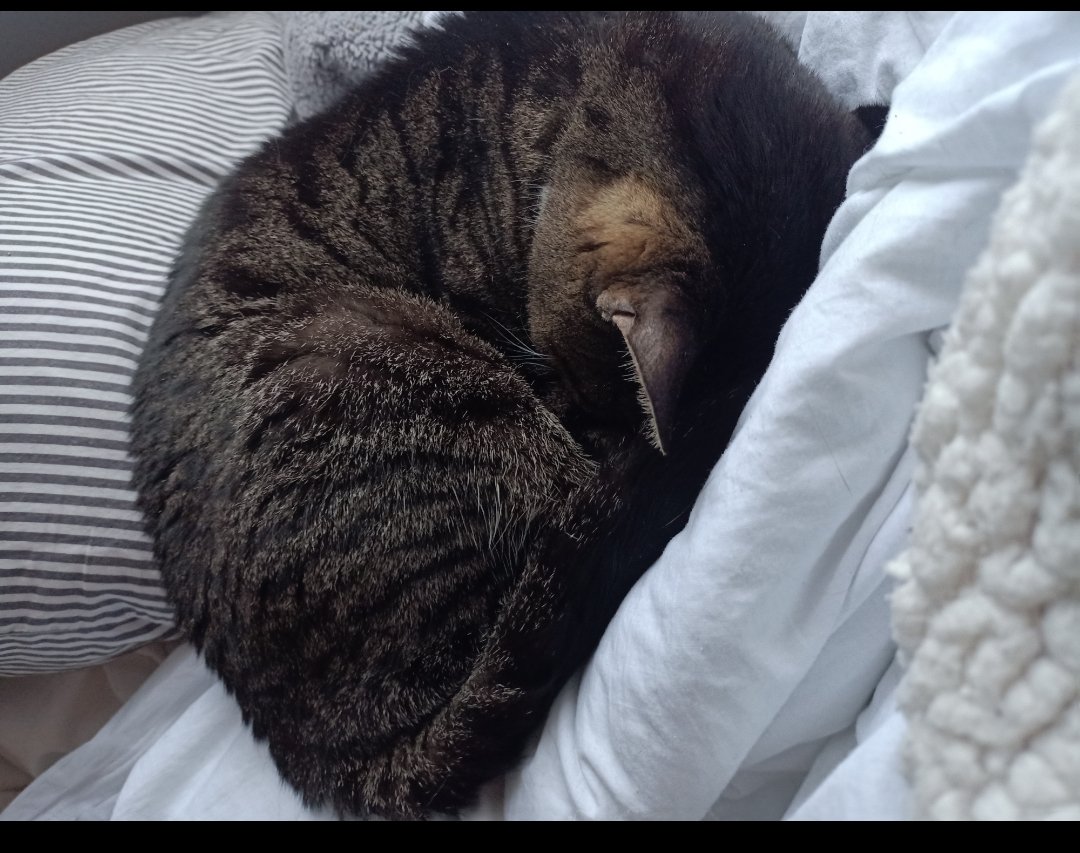 critterconfused's tweet photo. Snoozing <3 https://t.co/TdWm5usrzk